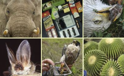 Using forensics in wildlife crime investigation